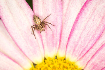 
Close up of crab spider on a flower
