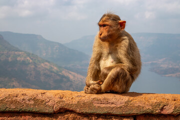 Monkey family, watching the surroundings with its baby in its arms in India