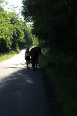 horse and rider