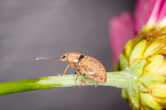 Close up of a Weevil on garden plant