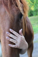 Detail of a horse