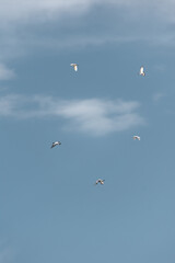 Free Birds Flying in Cloudy Sky – Symbol of Freedom and Peace