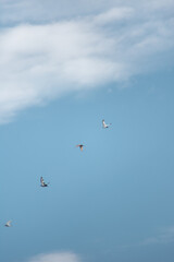 Cloudy Sky with Flying Birds – Peaceful Nature Scene