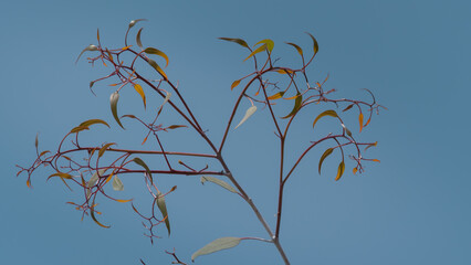 A close-up view looking up to a eucalyptus branch of leaves framed in against a blue sky.