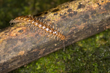 Close up of a native new zealand centipede on a mossy log