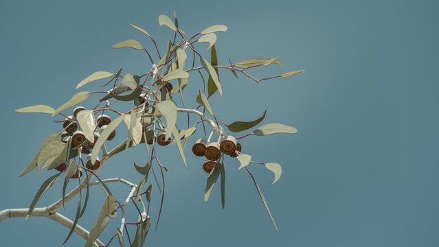 A close-up view looking up to a eucalyptus branch of leaves and grey bell shaped gumnuts framed in against a blue sky.