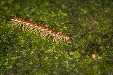 Close up of a native new zealand centipede on a mossy log