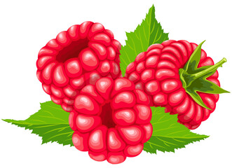 Fruit, Raspberry, Tropical Fruits, Illustration Hand Drawn