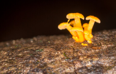 Close up of orange pore fungus growing on rotting log