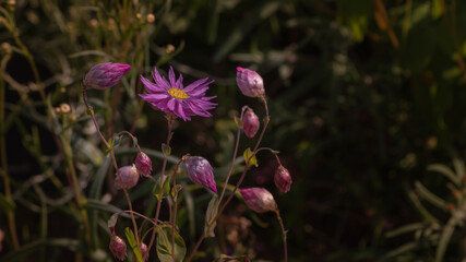 Another close-up of a beautiful pink flower from an Australian plant commonly called an...