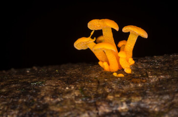 Close up of orange pore fungus growing on rotting log