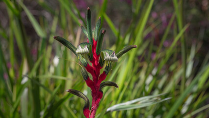 Another close-up of an exotic and beautiful green flower from an Australian plant commonly called a...