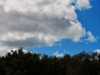 Dramatic clouds over the summer forest background