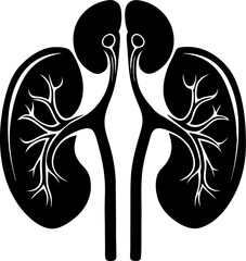 vector illustration of a Human renal system, kidneys and bladder silhouette stock illustration  illustration  black and white , white background 