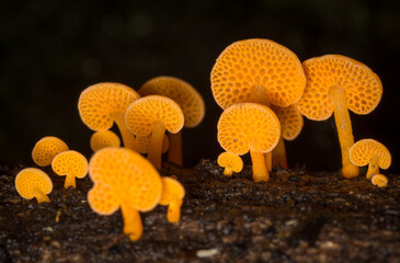 Close up of orange pore fungus growing on rotting log