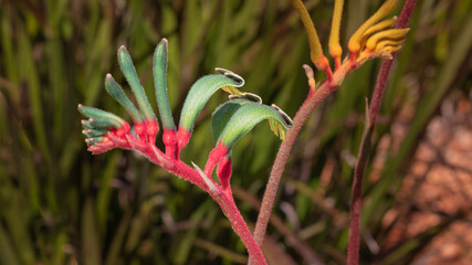 Another close-up of an exotic and beautiful green flower from an Australian plant commonly called a...