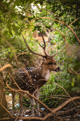 Beautiful deer at Sanjay Gandhi National Park in Mumbai, India