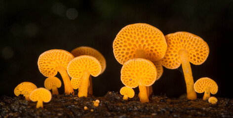 Close up of orange pore fungus growing on rotting log