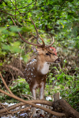 Beautiful deer at Sanjay Gandhi National Park in Mumbai, India
