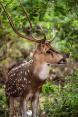 Beautiful deer at Sanjay Gandhi National Park in Mumbai, India