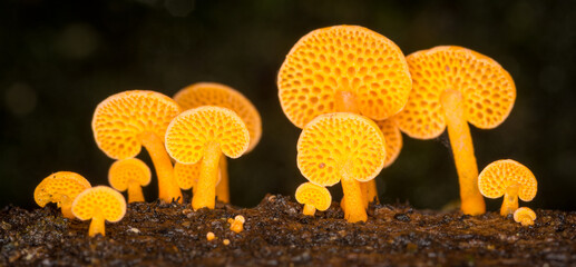 Close up of orange pore fungus growing on rotting log