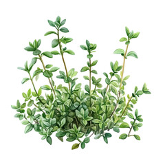 A Thyme Plant, watercolor clipart vector, isolated on a white background.