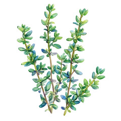 watercolor vector of A Thyme Plant, isolated on a white background.