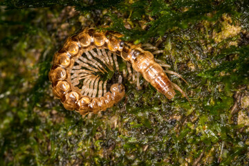 Close up of a native new zealand centipede on a mossy log
