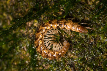 Close up of a native new zealand centipede on a mossy log