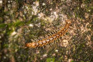 Close up of a native new zealand centipede on a mossy log