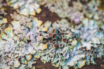 A close-up of the textured surface of a tree covered in common lichen, showing the intricate patterns and colours of this symbiotic organism.