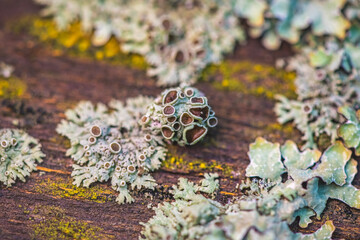 Close-up view of colorful lichen growing on weathered wood, showcasing the intricate patterns and...
