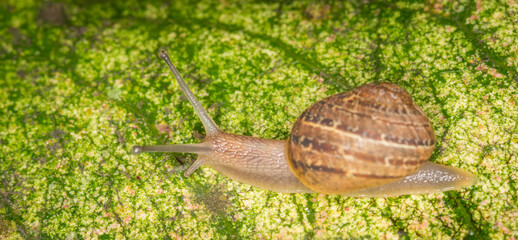 Close up of a Snail slithering along a leaf