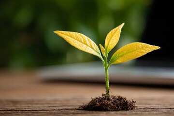 Fresh green plant emerging from soil on wooden surface in bright indoor environment