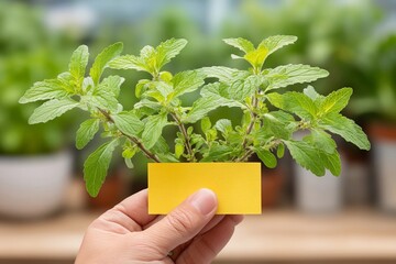 Mint plant held in hand with bright yellow label in a garden setting