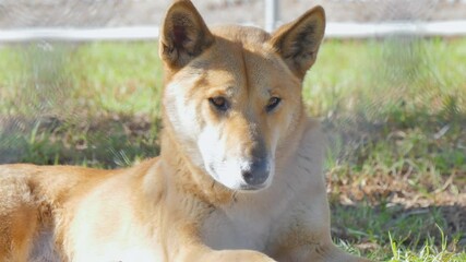 Dingo laying down
