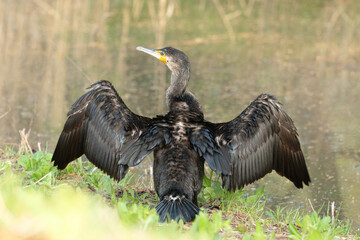 水元公園のカワウ