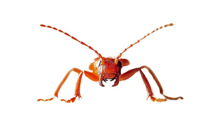 Red soldier beetle close-up Transparent background, PNG file