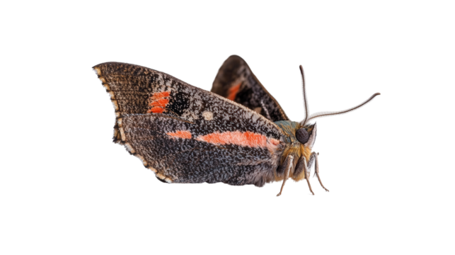 Red underwing moth resting pose Transparent background, PNG file