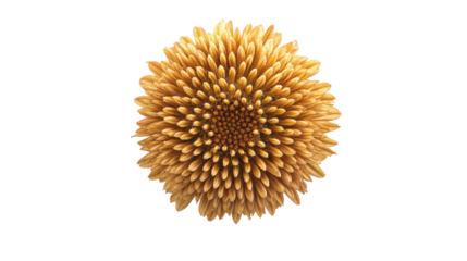 Round echinacea flower head Transparent background, PNG file