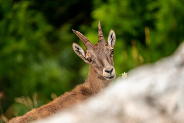 Alpine ibex (Capra ibex) 