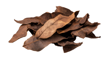 Siparuna guianensis aromatic leaf Transparent background, PNG file