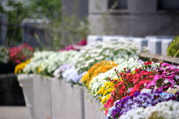 晴天のもと美しく咲くお花たち