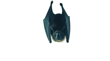 Small bat hanging upside down Transparent background, PNG file