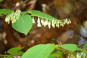 不思議な形の白いお花