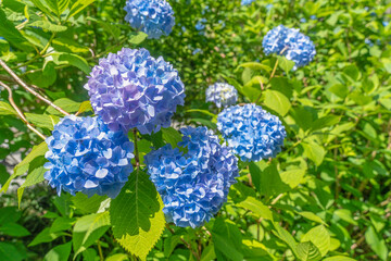 新緑の鎌倉　あじさい寺で見つけた青い紫陽花