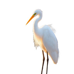 Obraz premium heron with transparent background PNG and JPEG image