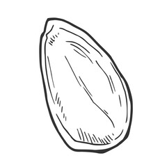 Pistachio shell vector hand drawn sketch