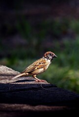 sparrow on a branch