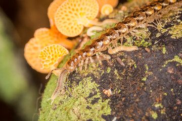 Close up of orange pore fungus and centipede on rotting log